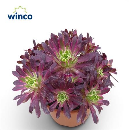 Aeonium Firecracker
