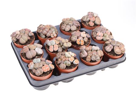 Lithops Mix