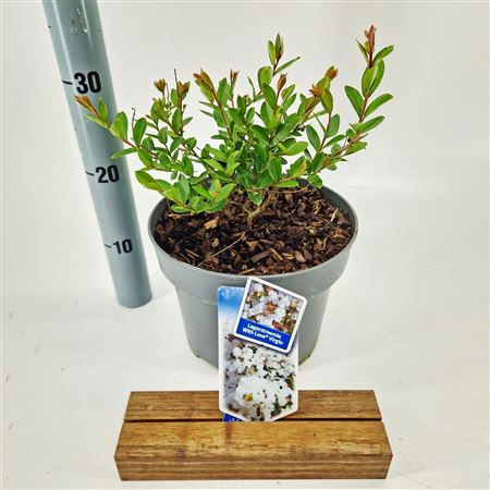 Lagerstroemia Indica With Love Virgin