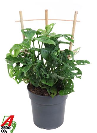 Monstera Adonsonii On Reck