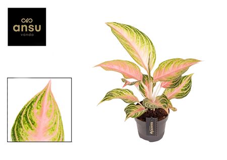 Aglaonema Eyecatcher