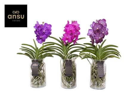 Vanda Bose Xl Colour Mix