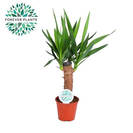 Yucca 30cm Stem 2+