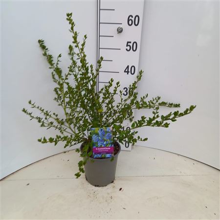 Ceanothus Impressus Victoria
