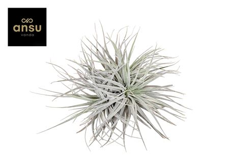 Tillandsia Super Silver Xl