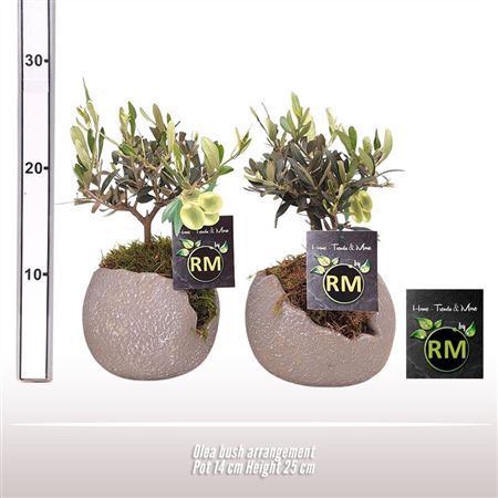 Olea Europaea Bush Arrangement