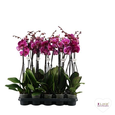 Phal 2st Purple 16+ (levo)