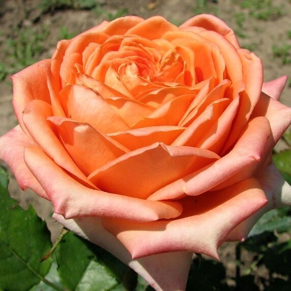 Роза чайно-гибридная Эль Дорадо