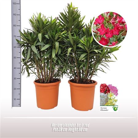 Nerium Oleander Busch