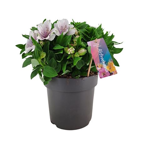 Alstroemeria Inticancha Moon