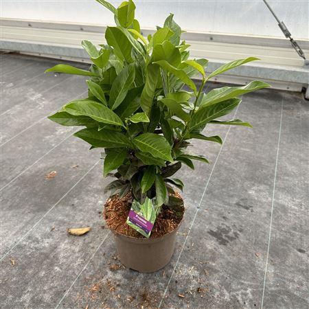 Prunus Laur Genolia