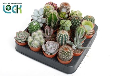 Succulenten Cactus Mix