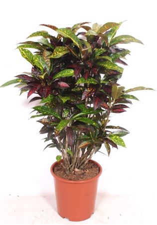 Codiaeum Freckles Branched
