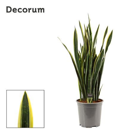 Sansevieria Gold Flame Long Leaf