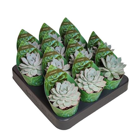 Echeveria Subsessilis Potcover