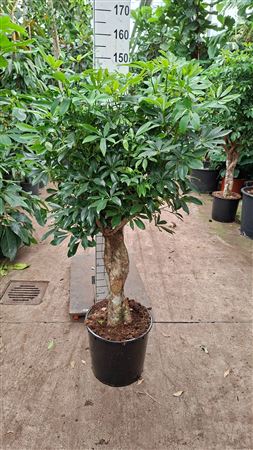 Schefflera Compacta Twisted