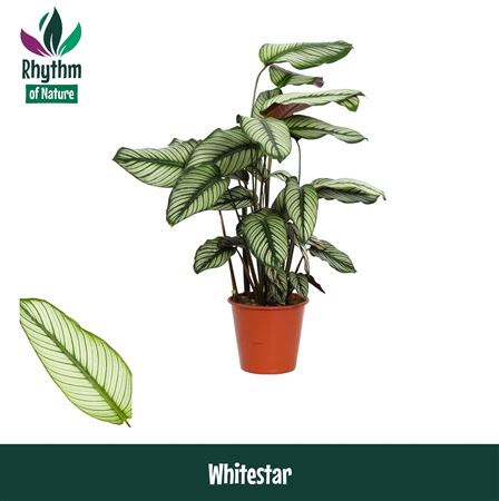 Calathea Whitestar (rhythm Of Nature)