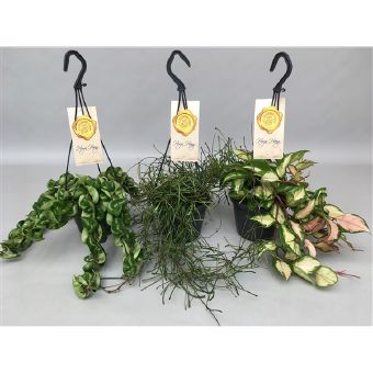 Хойя Микс подвесная