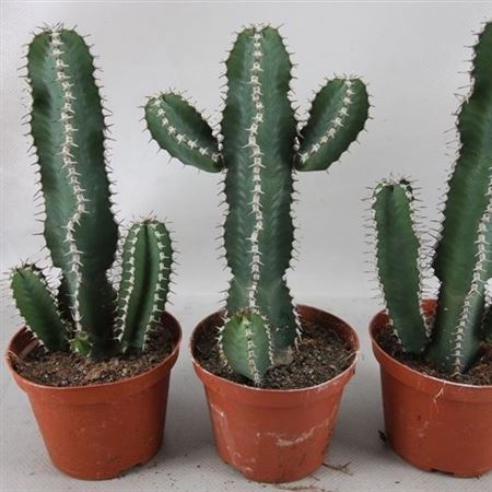 Euphorbia Polyacantha