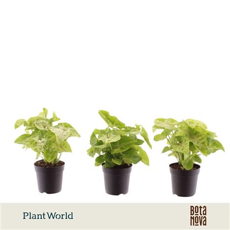 Syngonium Golden (decorum)