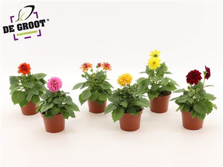 Dahlia Royal Mix