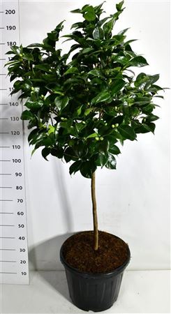 Camellia Jap Debbie On Stem