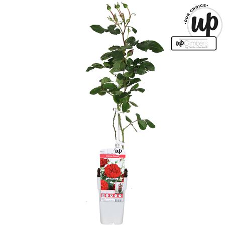 Rosa Climbing Crazy In Love Red
