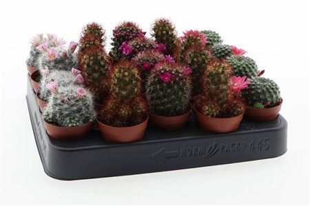 Mammillaria Mix Flowering
