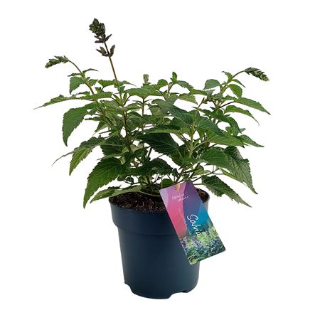 Salvia Salgoon Lake Como