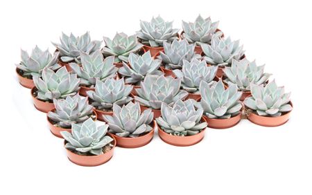 Echeveria Sonroberts
