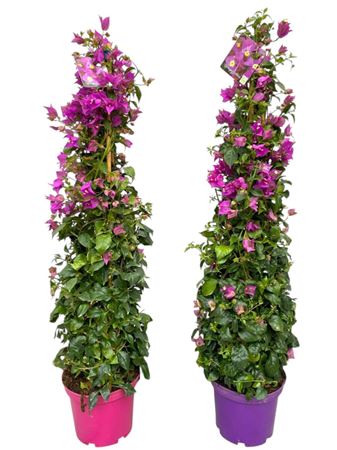 Bougainvillea Sanderiana Pyramid