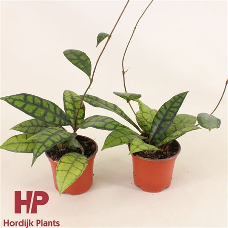 Hoya Callistophylla Black Cat