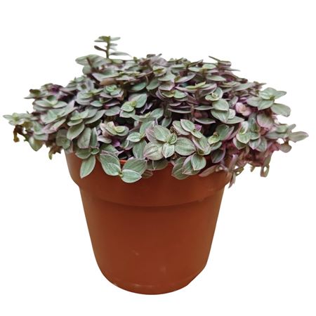 Tradescantia Pink Panther