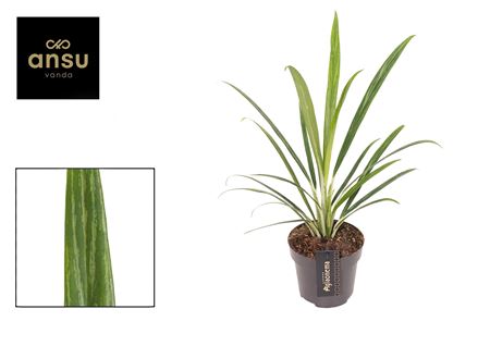 Aglaonema Forest Grass
