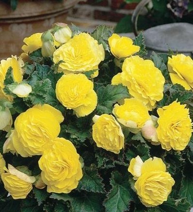 Бегония махровая желтая