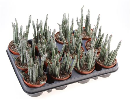 Senecio Stapeliformis