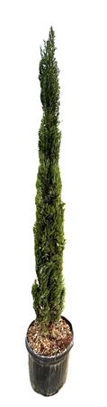 Cupressus Sempervirens