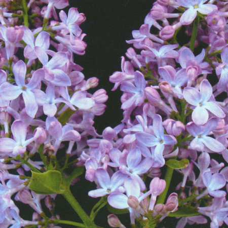 Сирень обыкновенная голубая в тубе