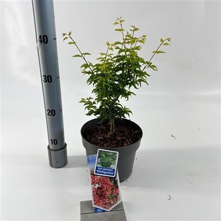 Acer Palm Shishigashira