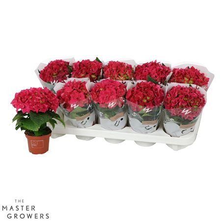 Hydrangea Ma Red 1pp