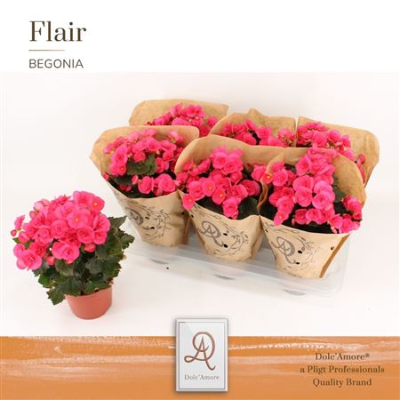 Begonia Adonia (dolc'amor)