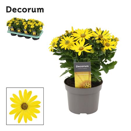 Osteospermum Pure Yellow (decorum)