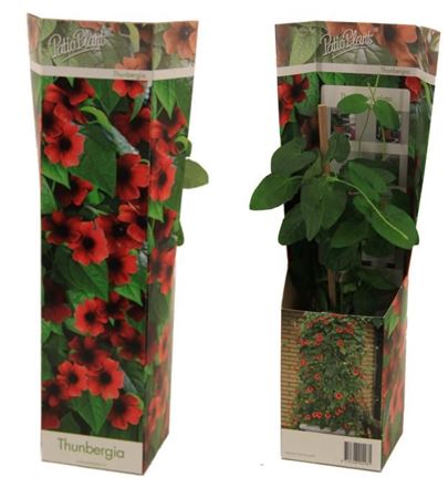 Thunbergia Alata Arizona Red