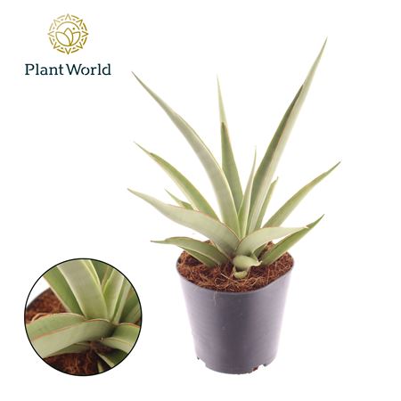 Sansevieria Silver Syreni