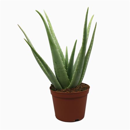 Aloë Vera 21 Cm