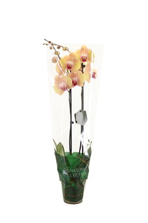 Phal 2st  Lion King 16+ (vg)