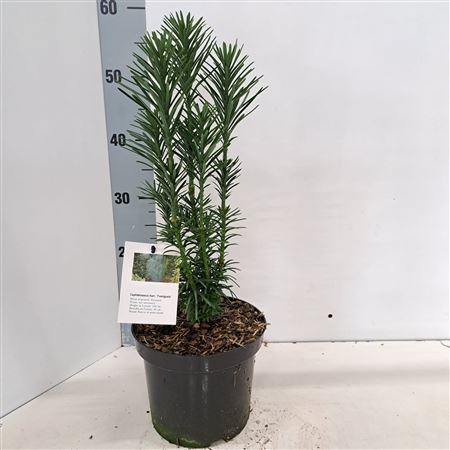 Cephalotaxus Haringtonia Fastigiata