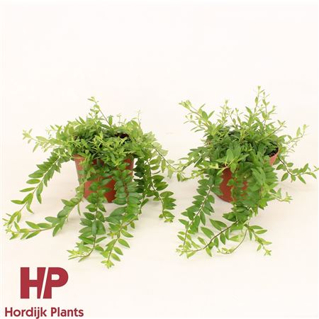 Aeschynanthus Japhrolepis