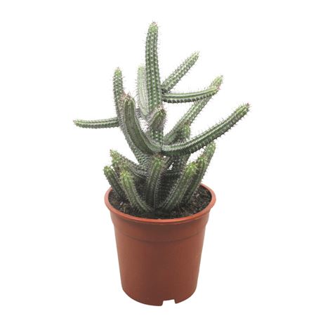 Euphorbia Badoensis