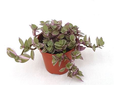 Tradescantia Zebrina Pink Panther'